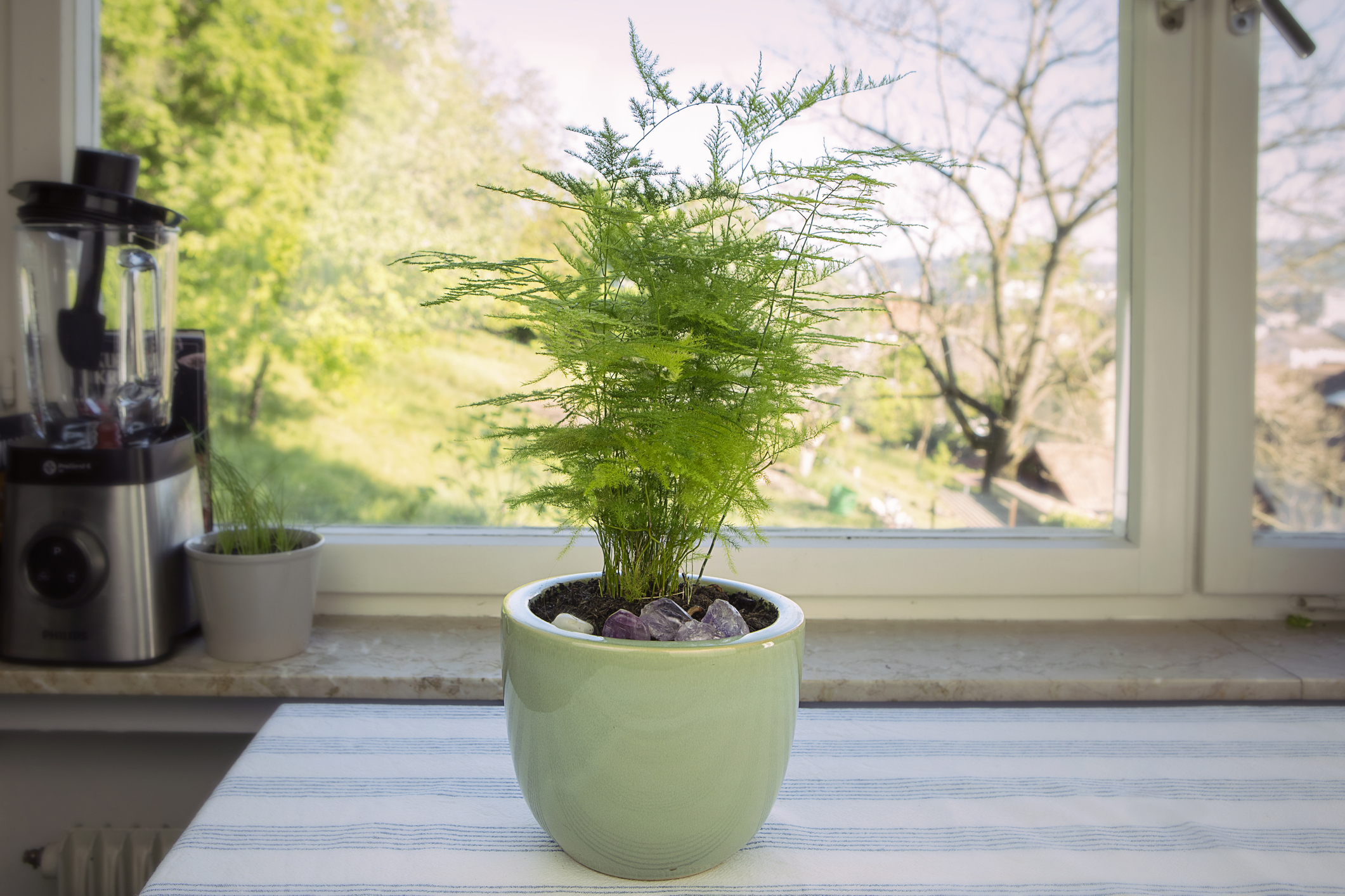 Asparagus fern