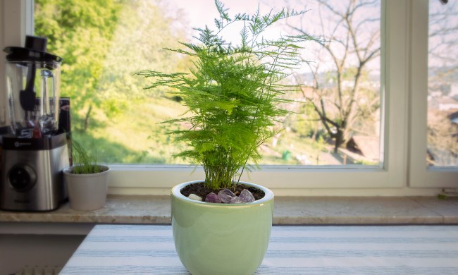 Asparagus fern