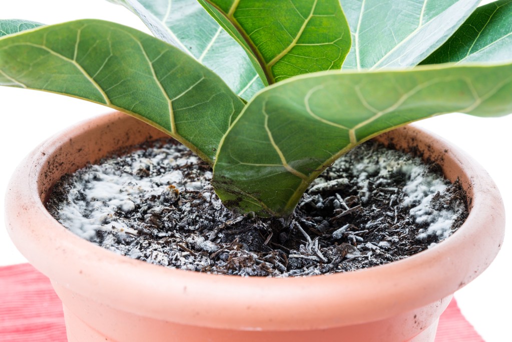 What to Do About Indoor Plant Mold HappySprout