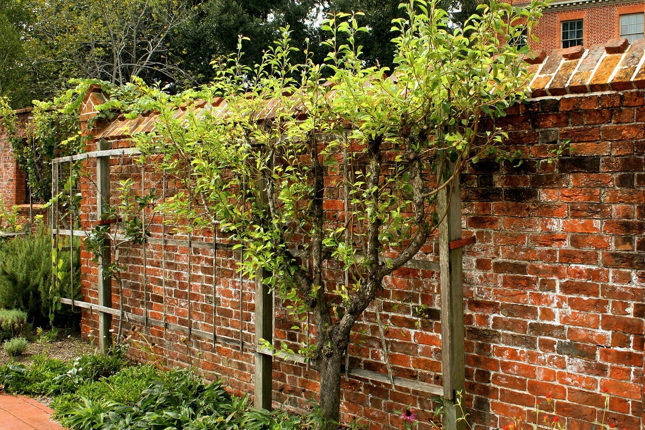 Candalbra patteren espalier tree