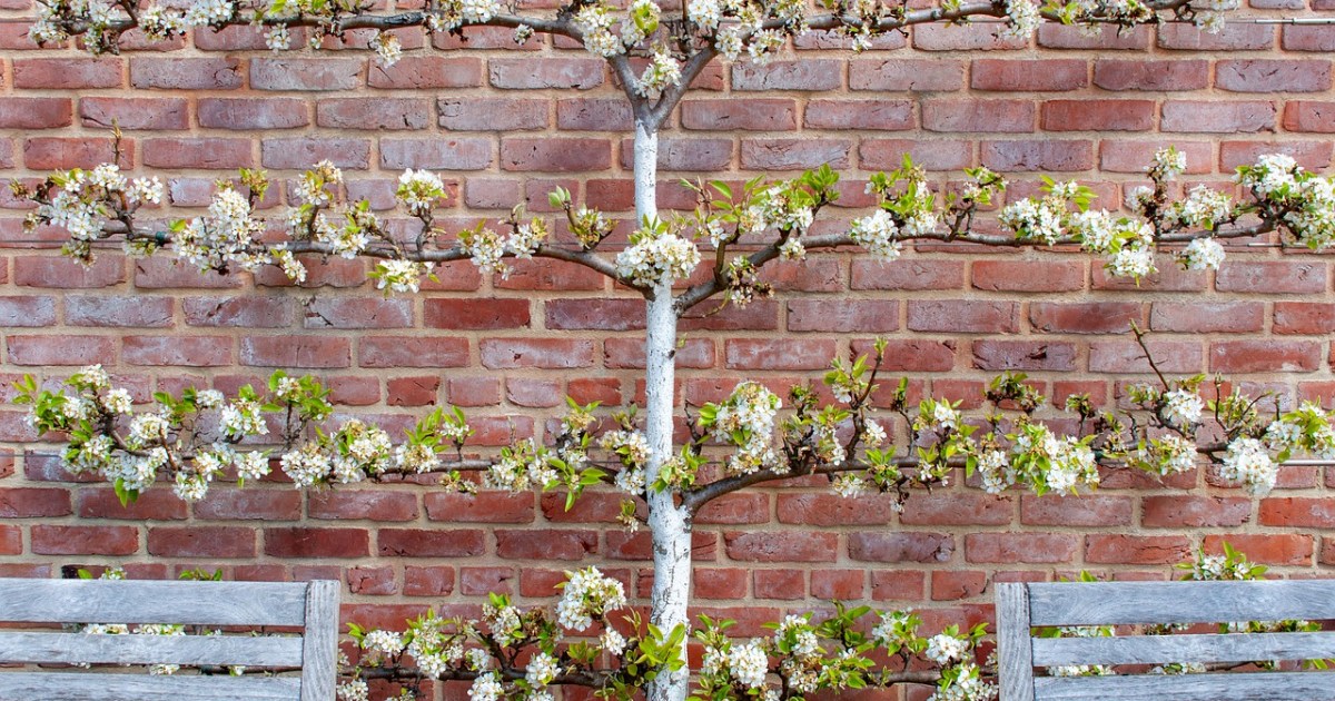 How to Successfully Espalier Trees in Your Garden HappySprout