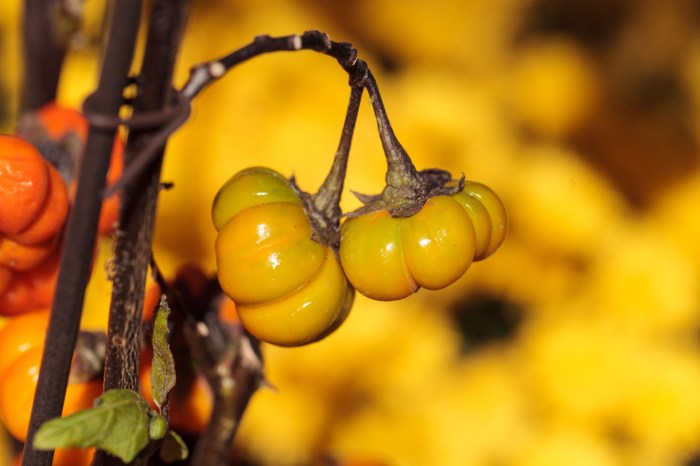 Pumpkin on a stick fruit close up