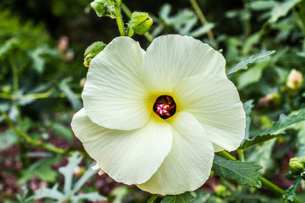 A white hibiscus flower.