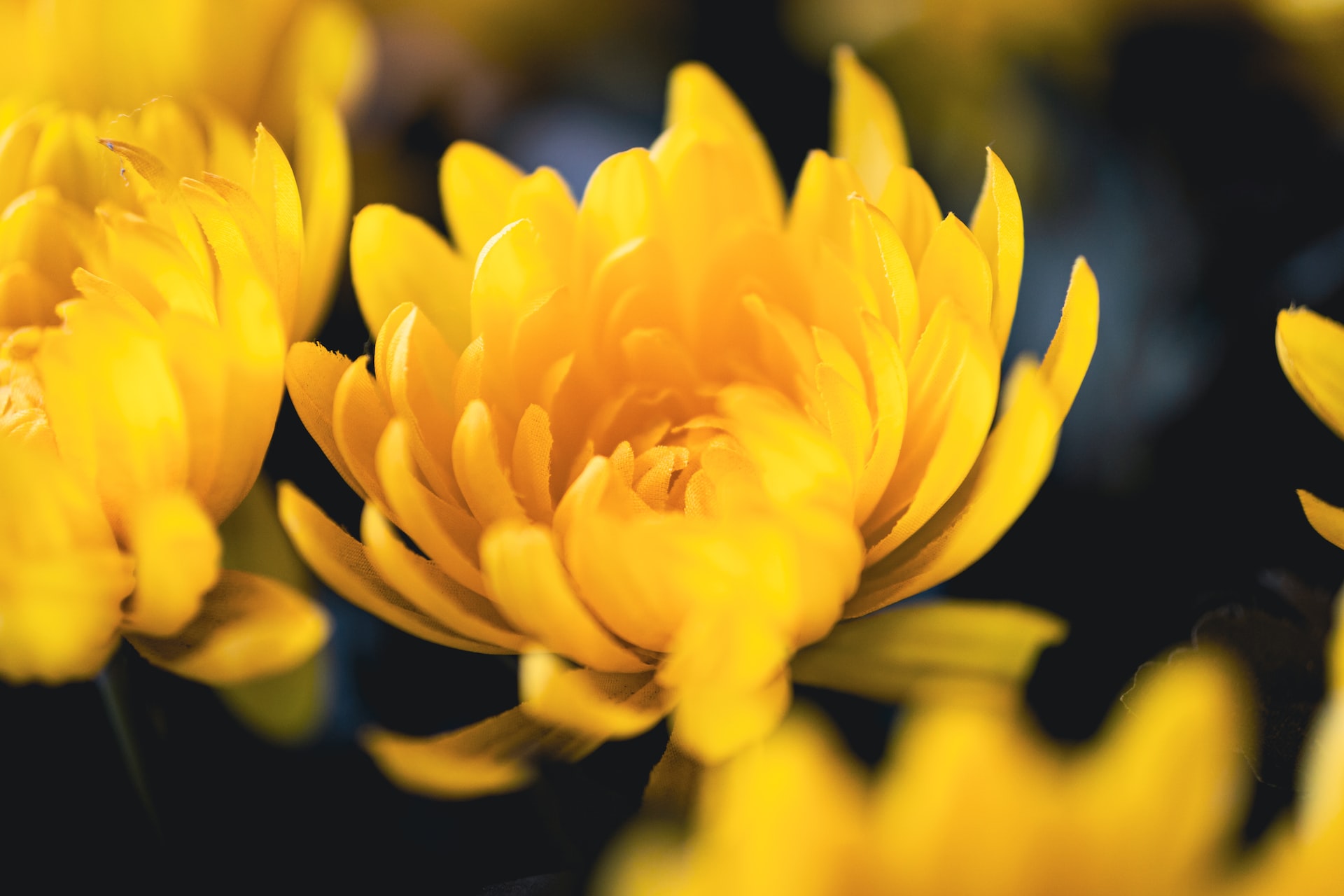 Yellow chrysanthemum