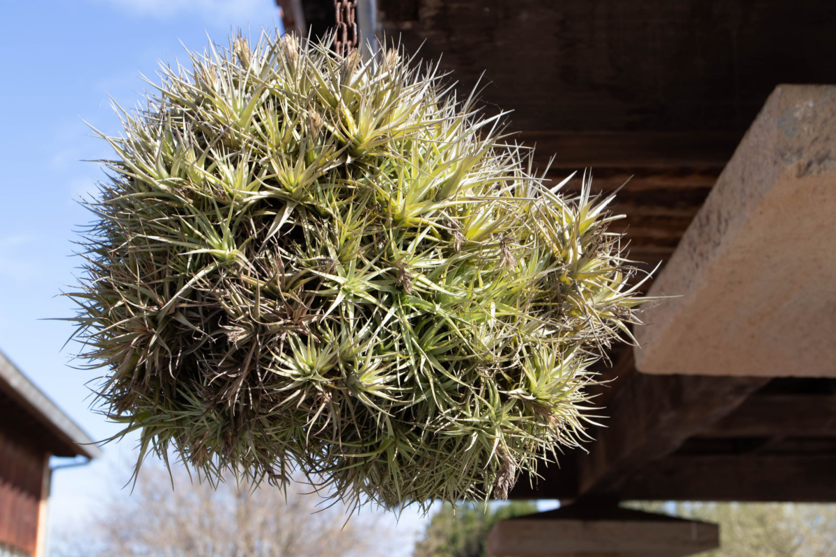 Air plant bergeri growing in a ball hanging from the ceiling