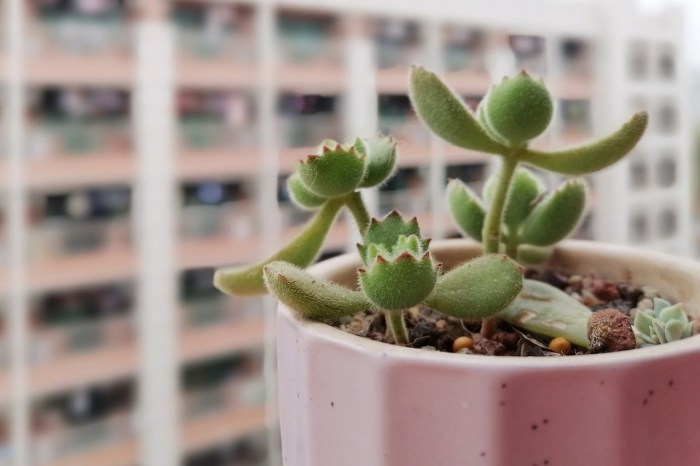 A small bear paw succulent in a pink pot by a window