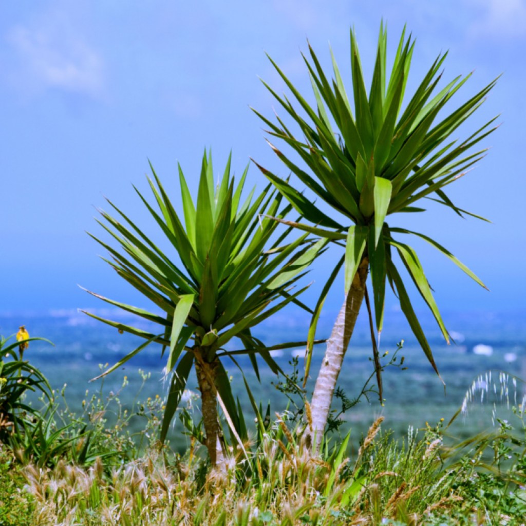 Dracaena arborea