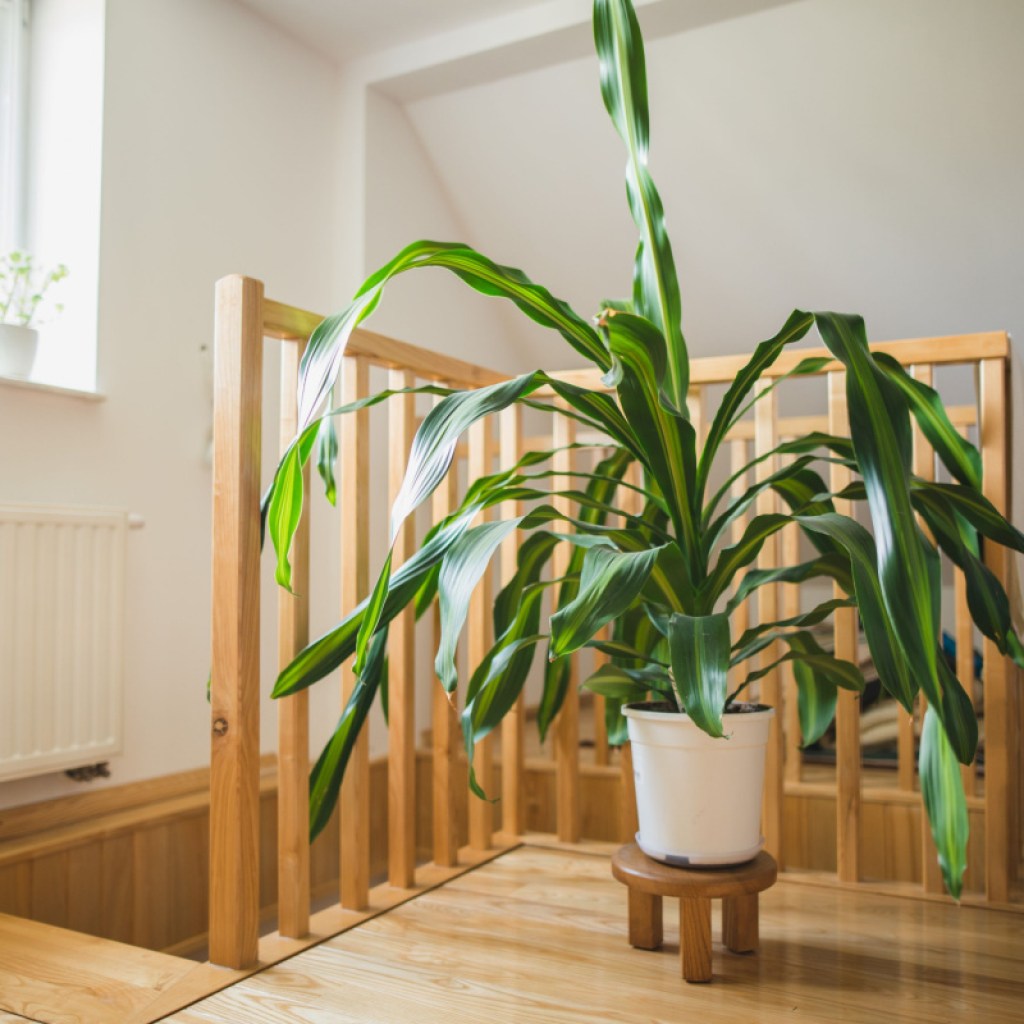 Dracaena fragrans
