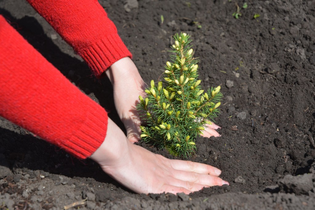 Dwarf alberta spruce