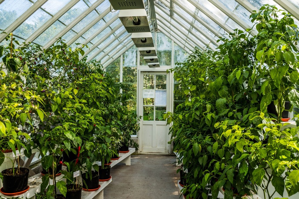 A small greenhouse with tiered shelves and tall plants are growing in it