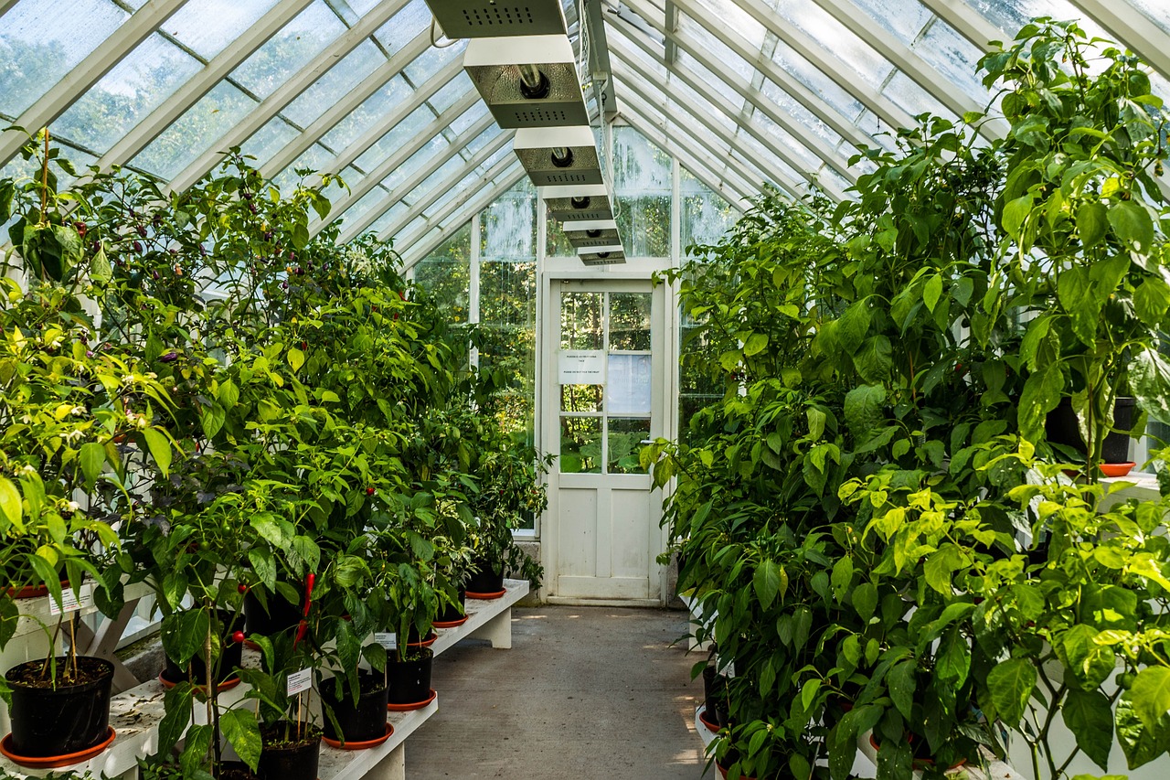 What to Know About Greenhouse Temperature and Humidity