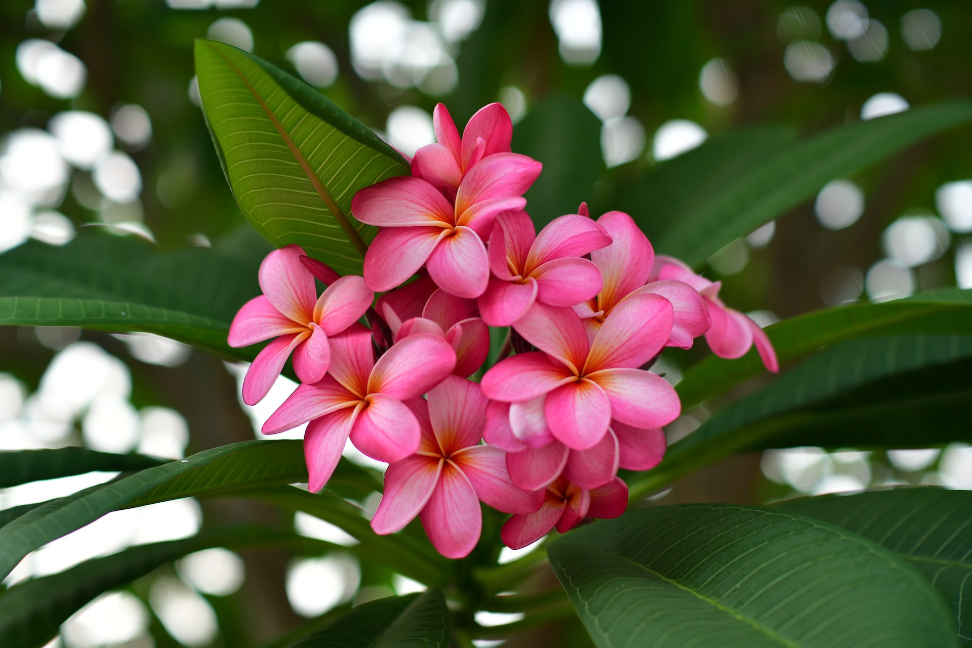 Comprehensive Guide to Indoor Plumeria Care HappySprout