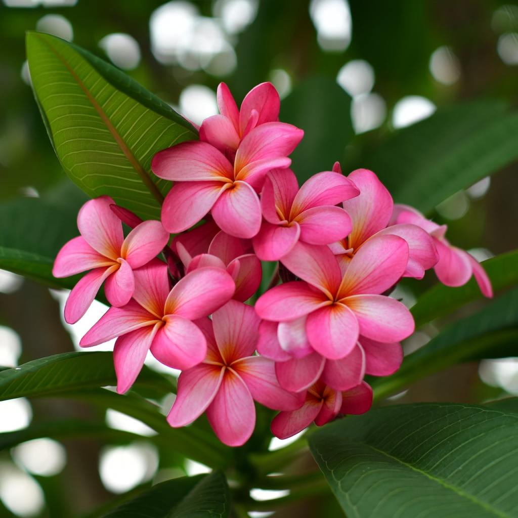 Pink plumeria