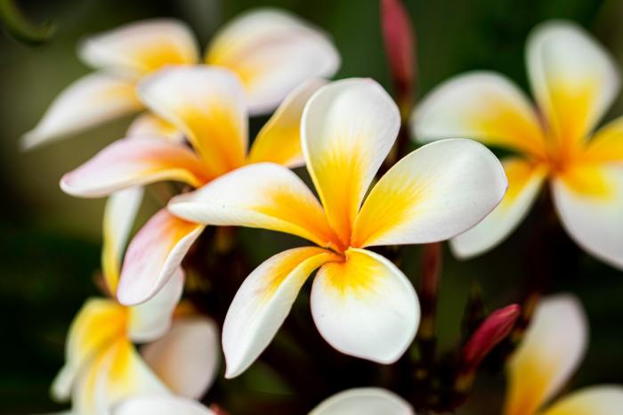 Plumeria plants with white petals and yellow centers