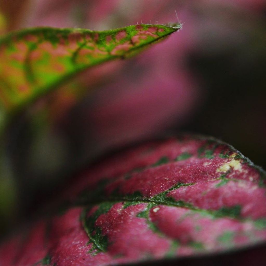 Closeup of a pink and green polka dot plant leaf