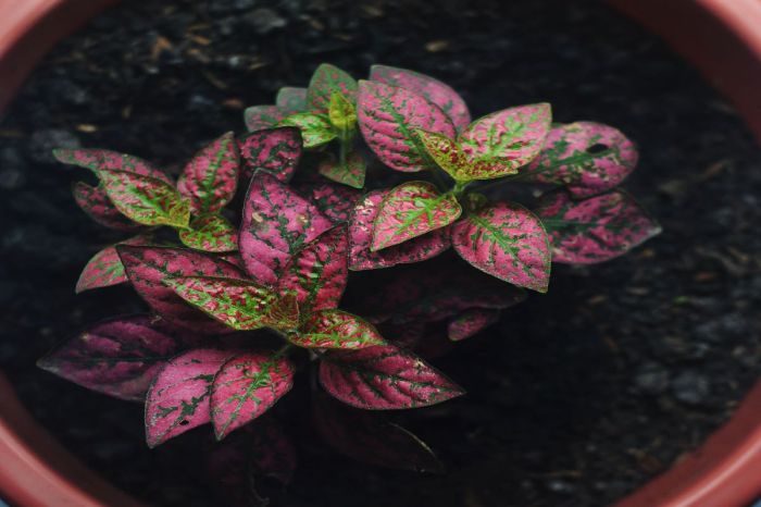 Potted polka dot plant with pink and green leaves