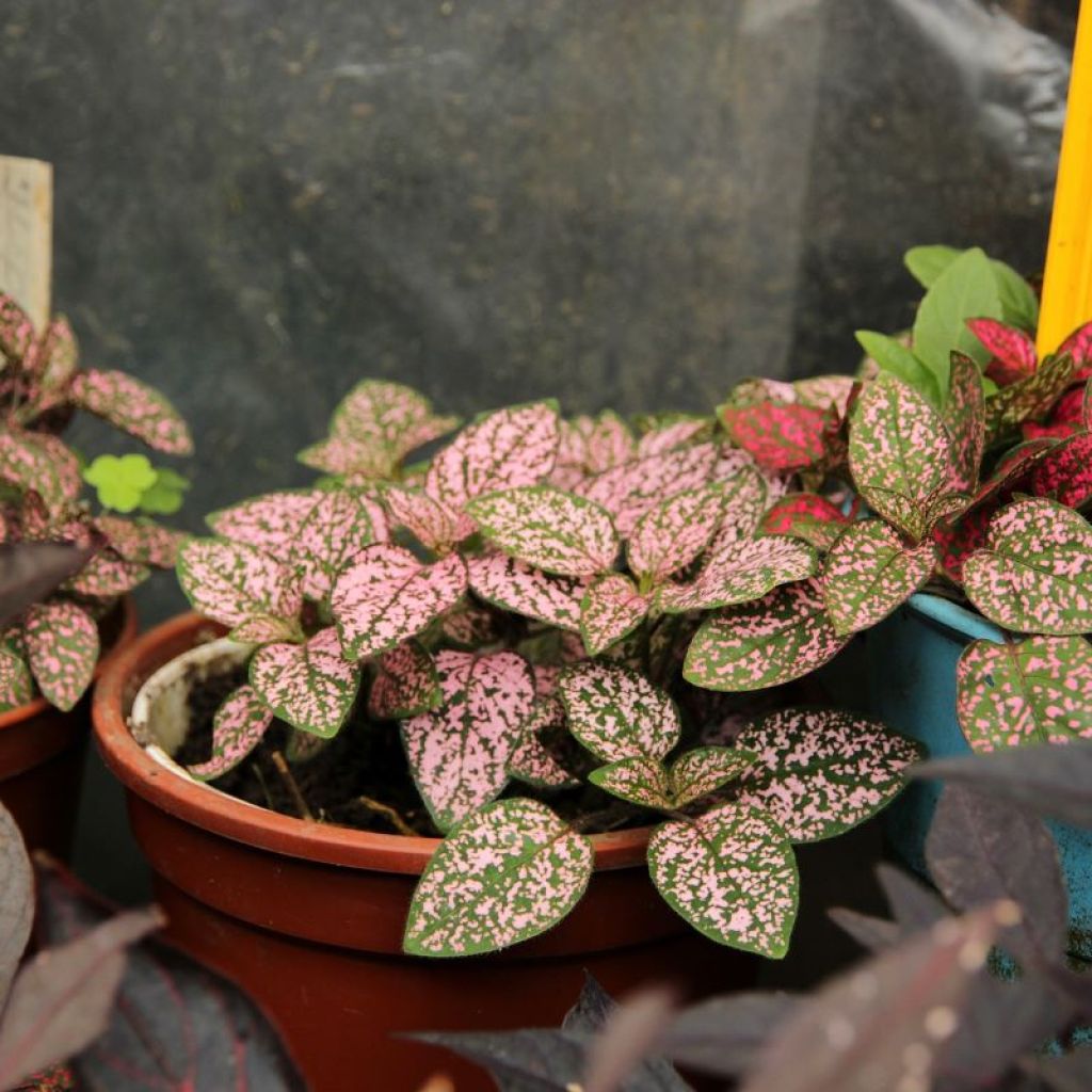 Several potted polka dot plants
