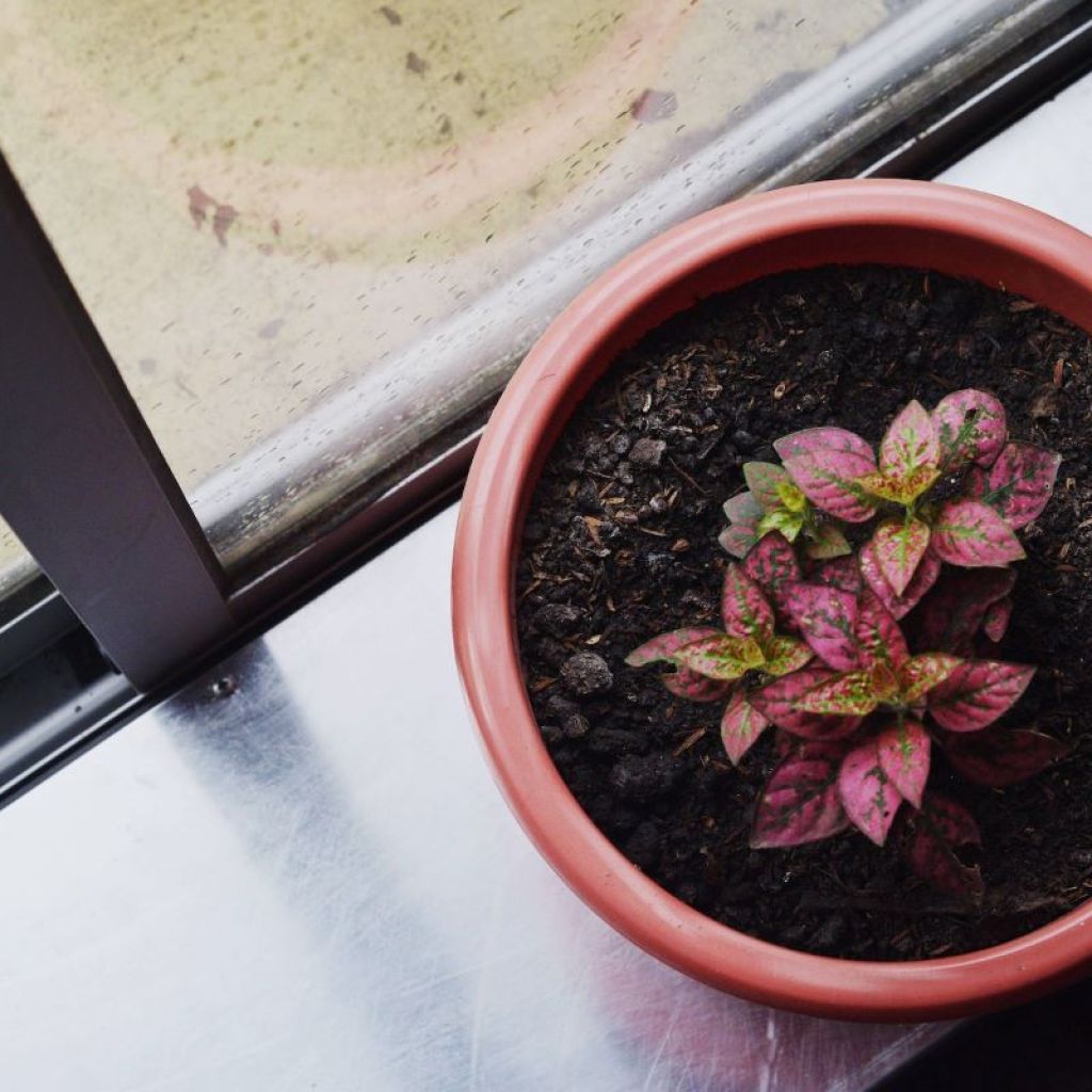 A pink and green polka dot plant in a red pot