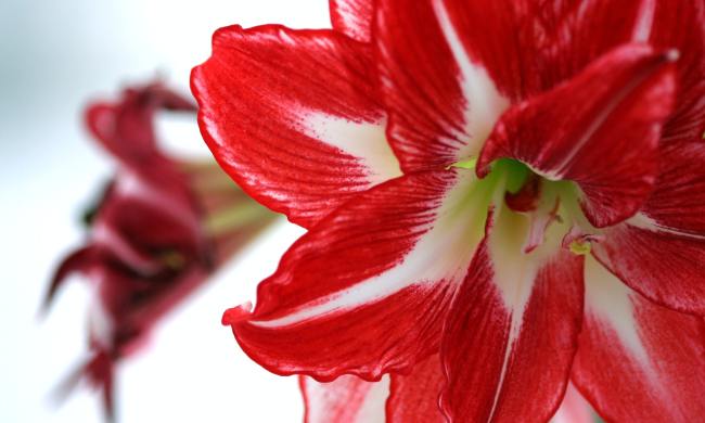 Red amaryllis with a white center