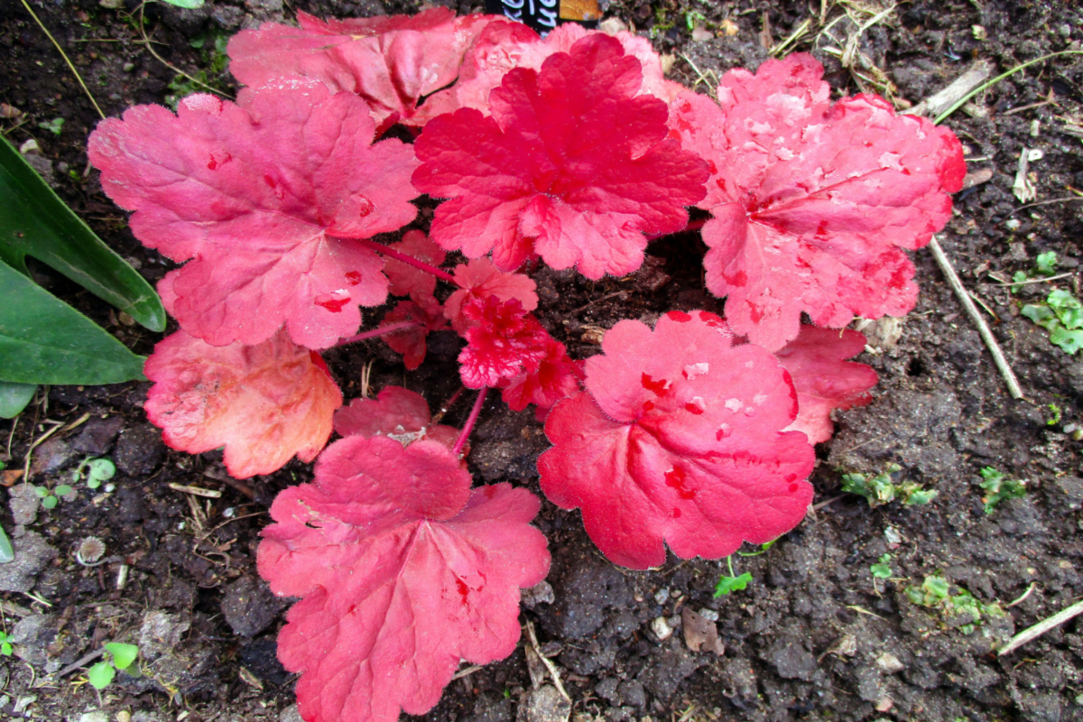 Red coral bell plant