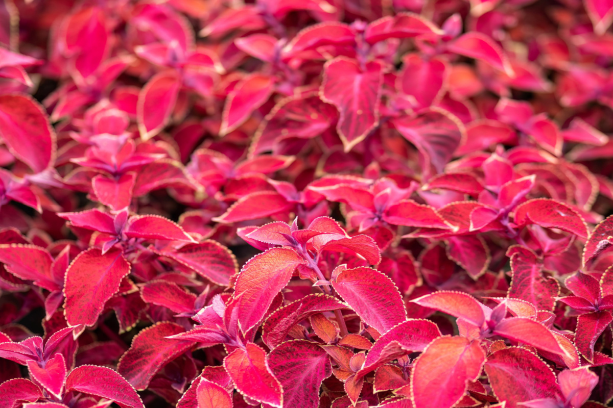 Redhead coleus plant