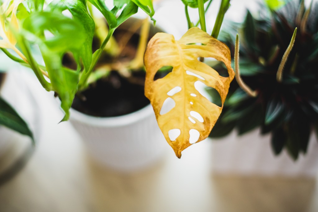 Yellowing swiss cheese plant leaf
