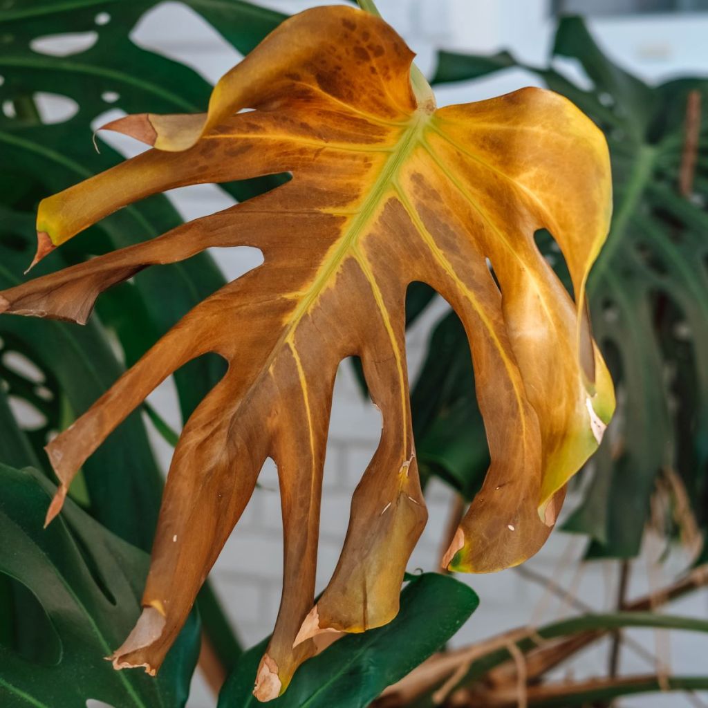 A monstera plant with one brown leaf