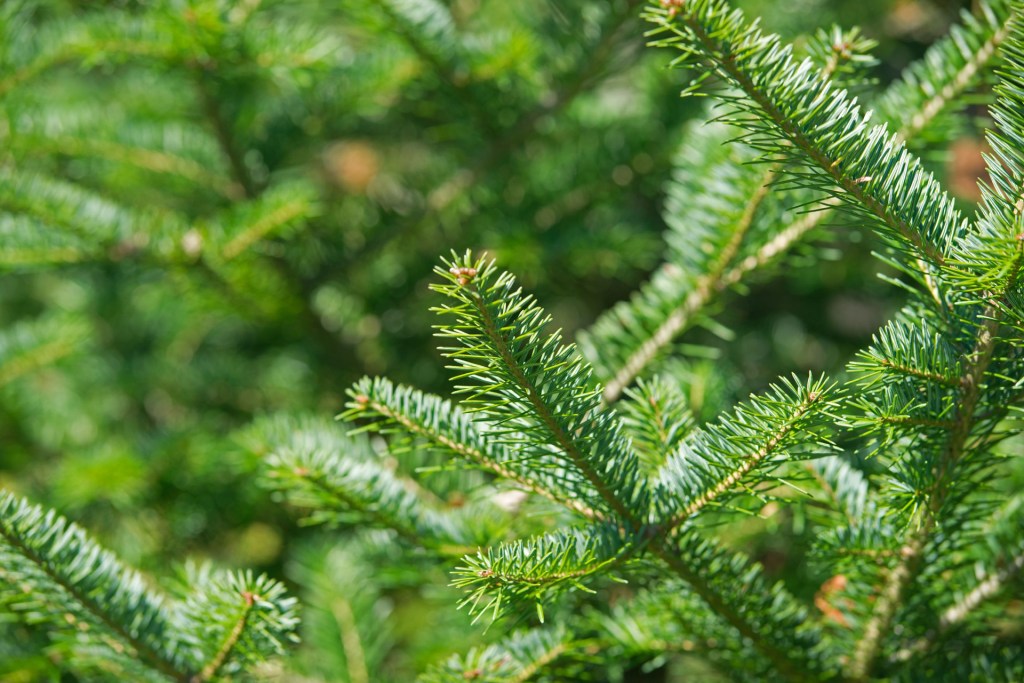 Balsam fir