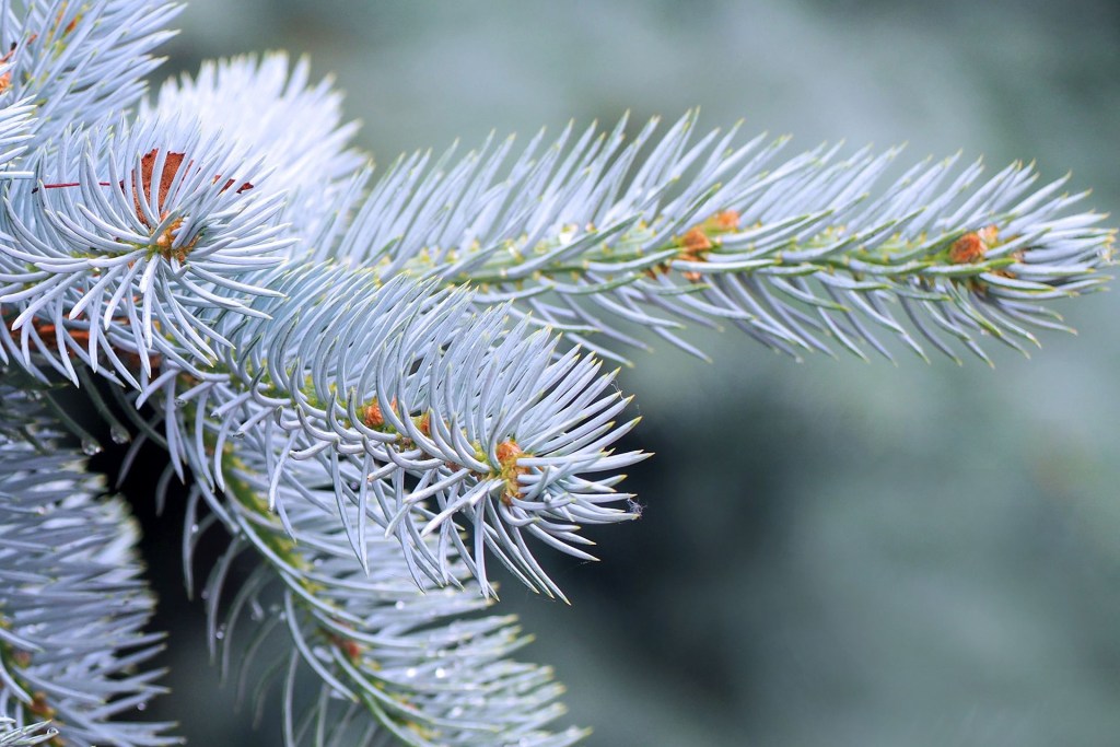 Colorado blue spruce