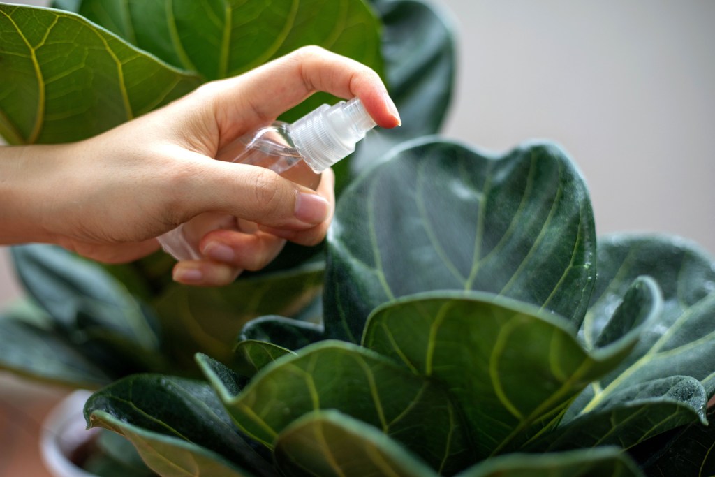 Fiddle-leaf fig mist