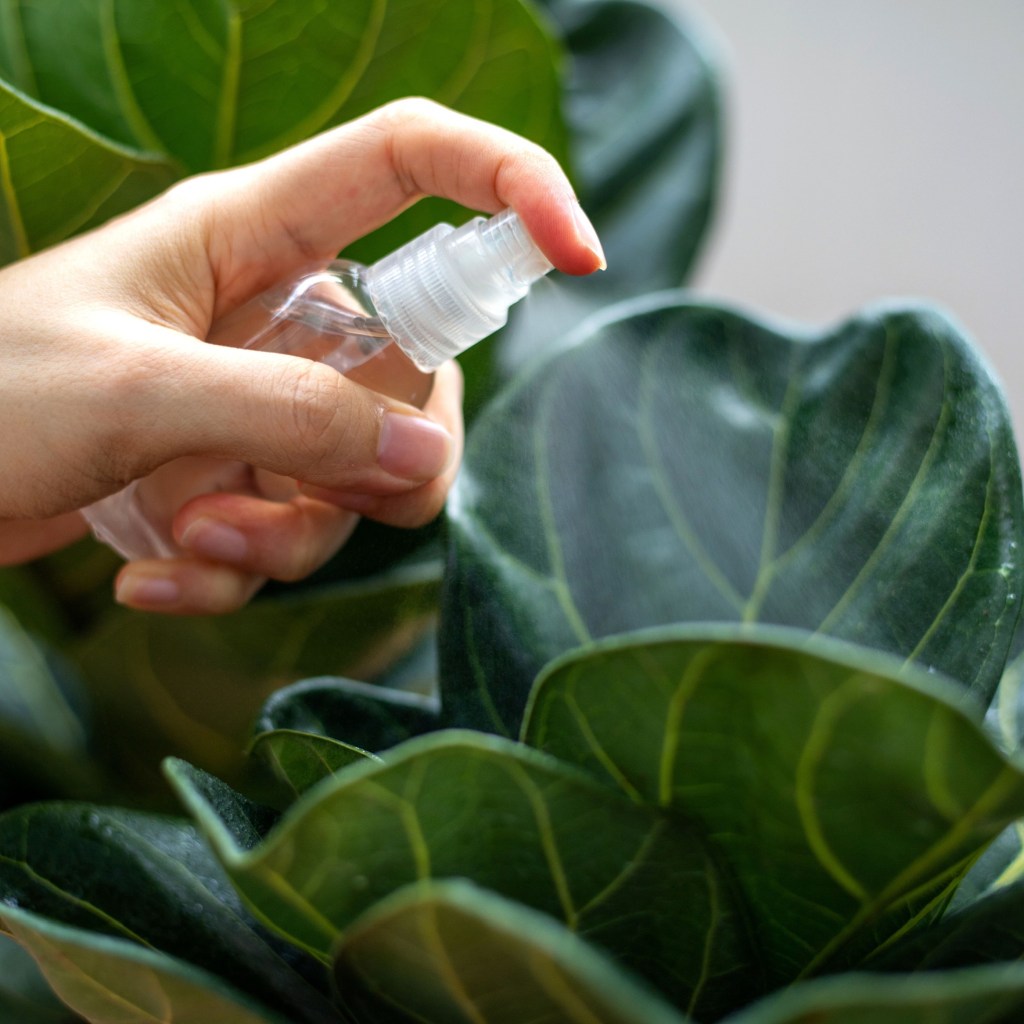 Fiddle-leaf fig mist
