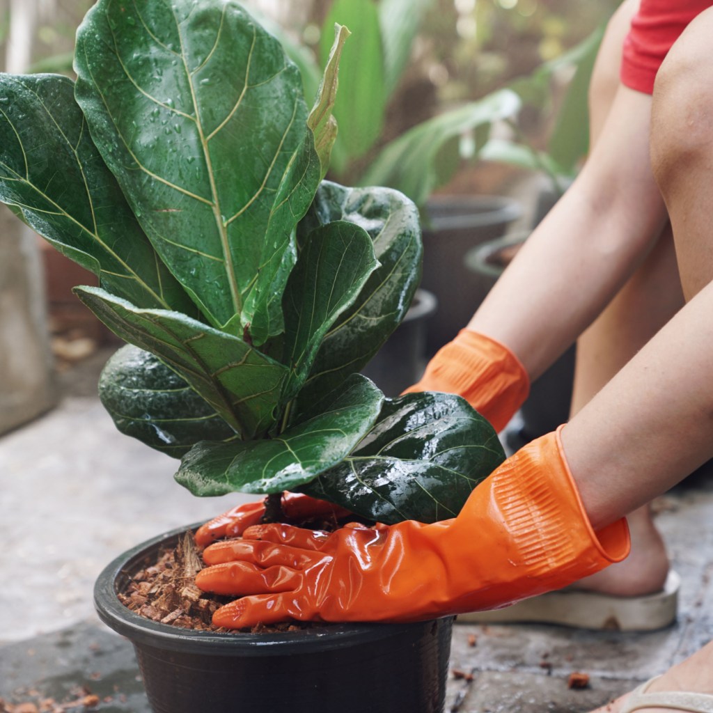 Fiddle-leaf fig pot