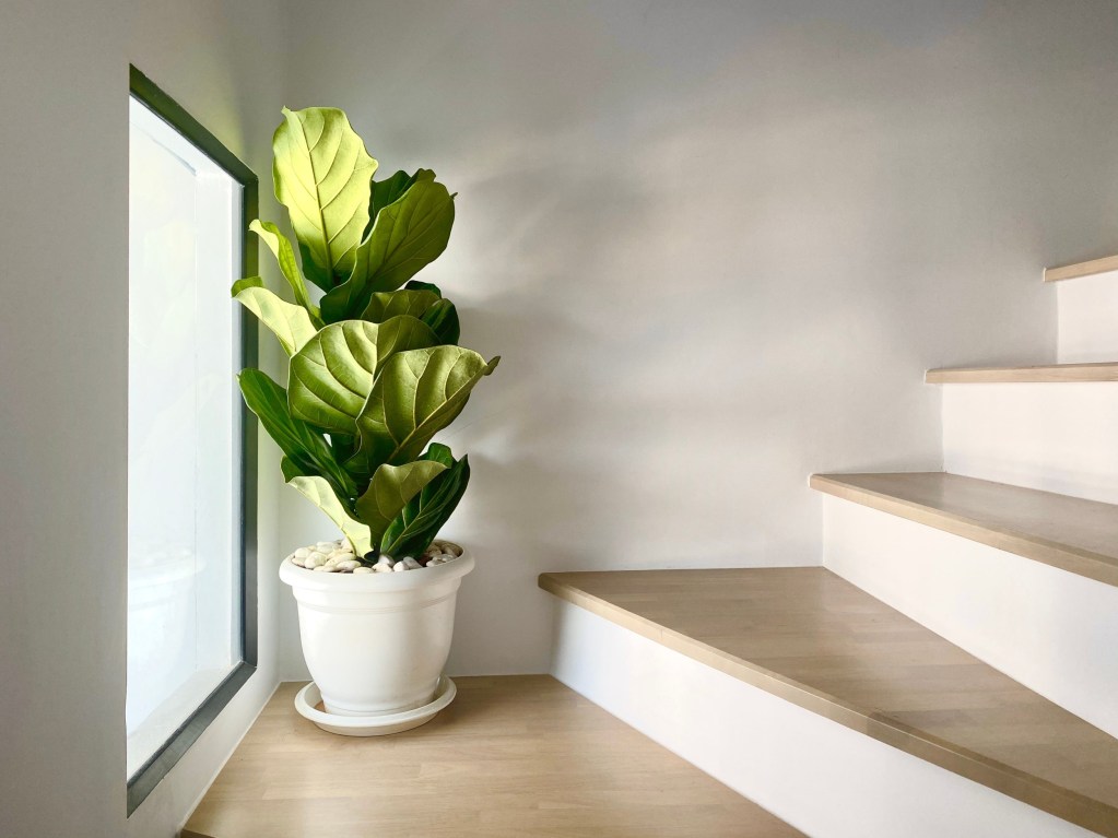 Fiddle-leaf fig beside stairs