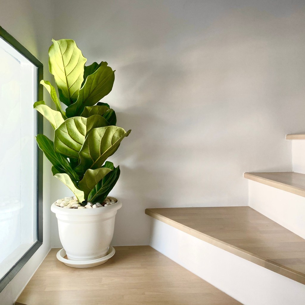 Fiddle-leaf fig on the stairs