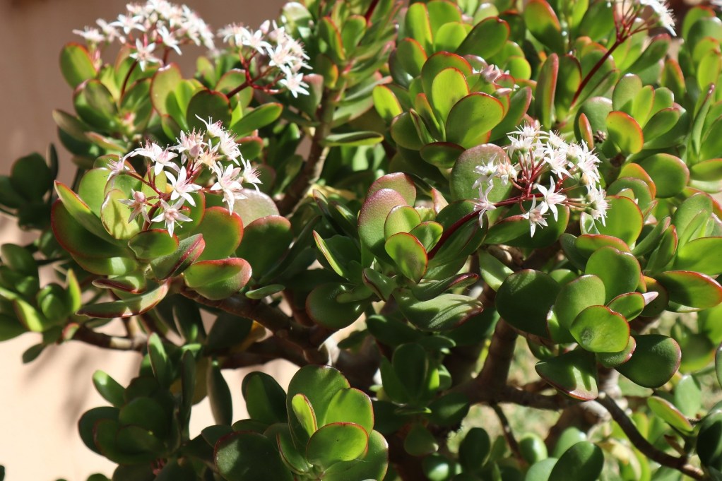 A large jade plant with white flowers