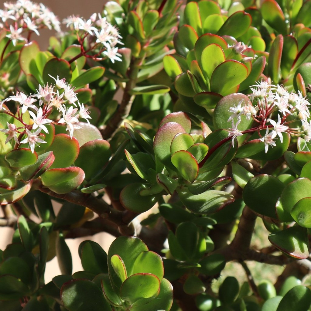 A large jade plant with white flowers