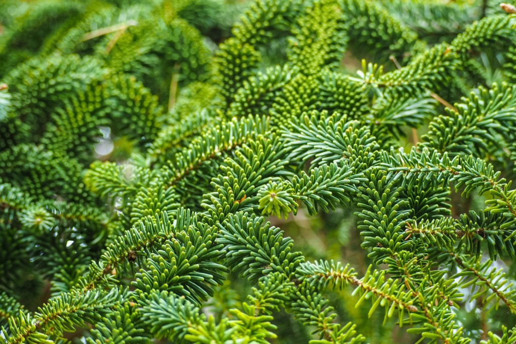 Fraser fir