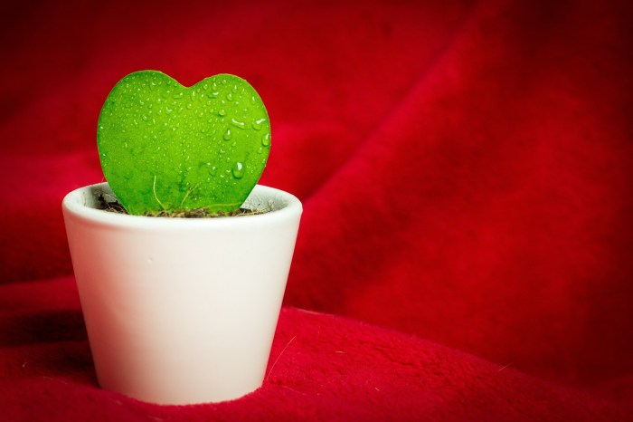 A heart succulent with a red fabric background