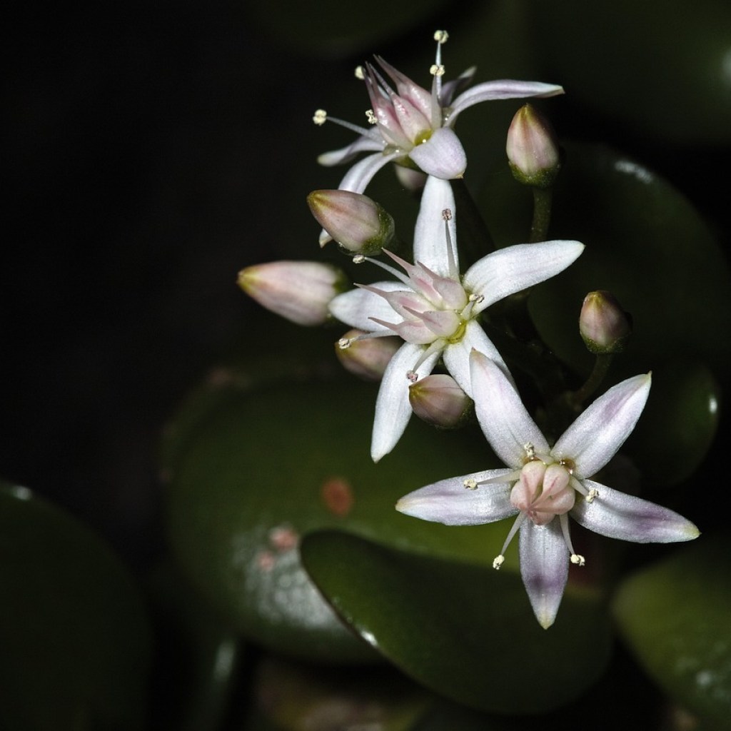 A close up of a jade plant with white flowers