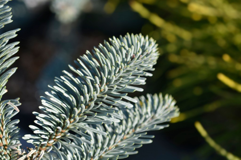 Noble fir