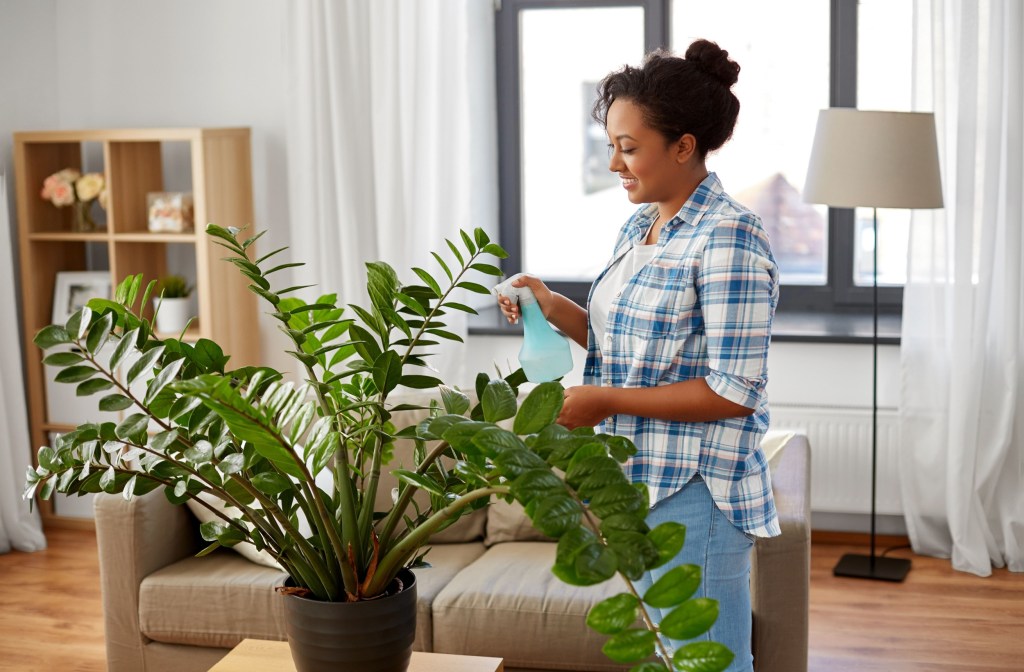 Woman watering ZZ plant