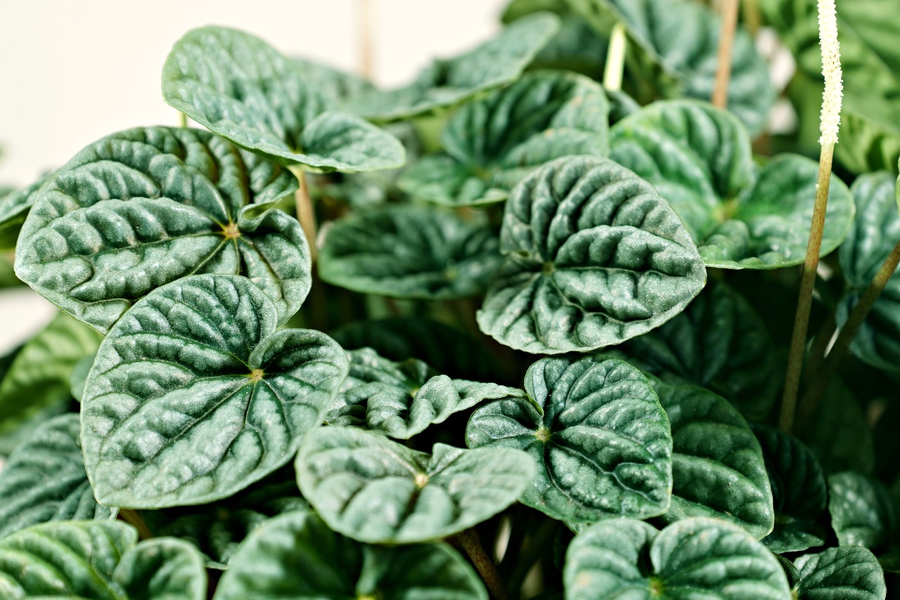 Peperomia caperata