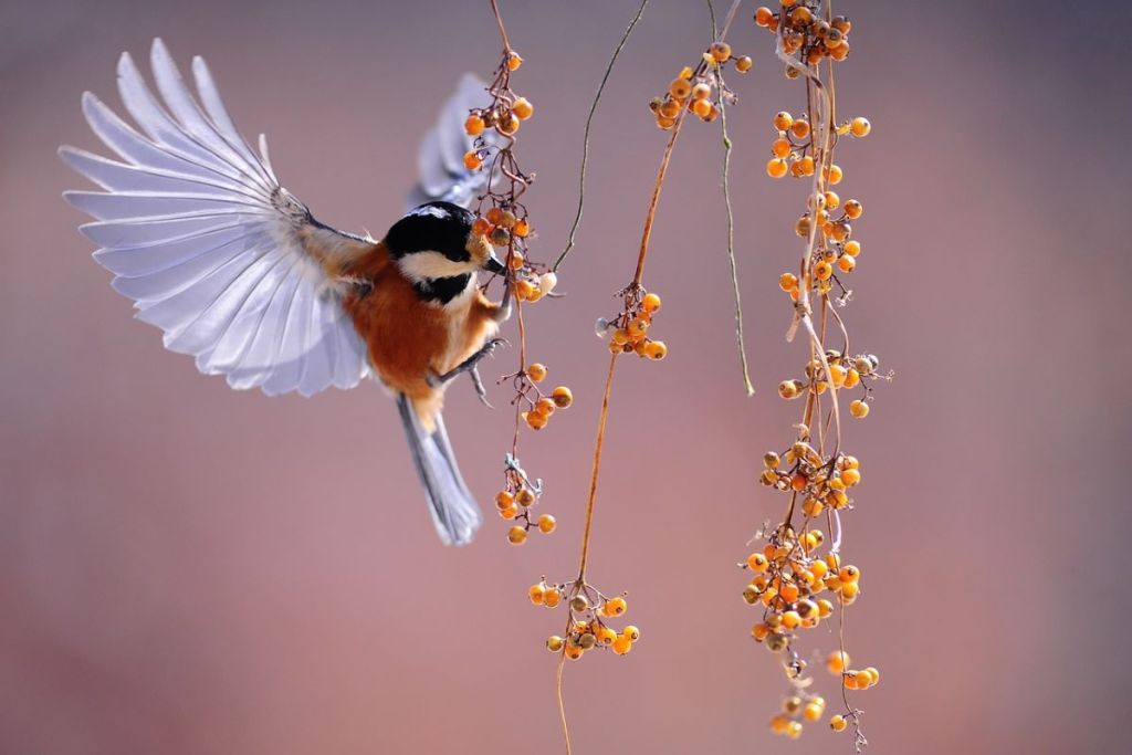 A songbird in flight swooping in to eat small yellow berries on hanging vines