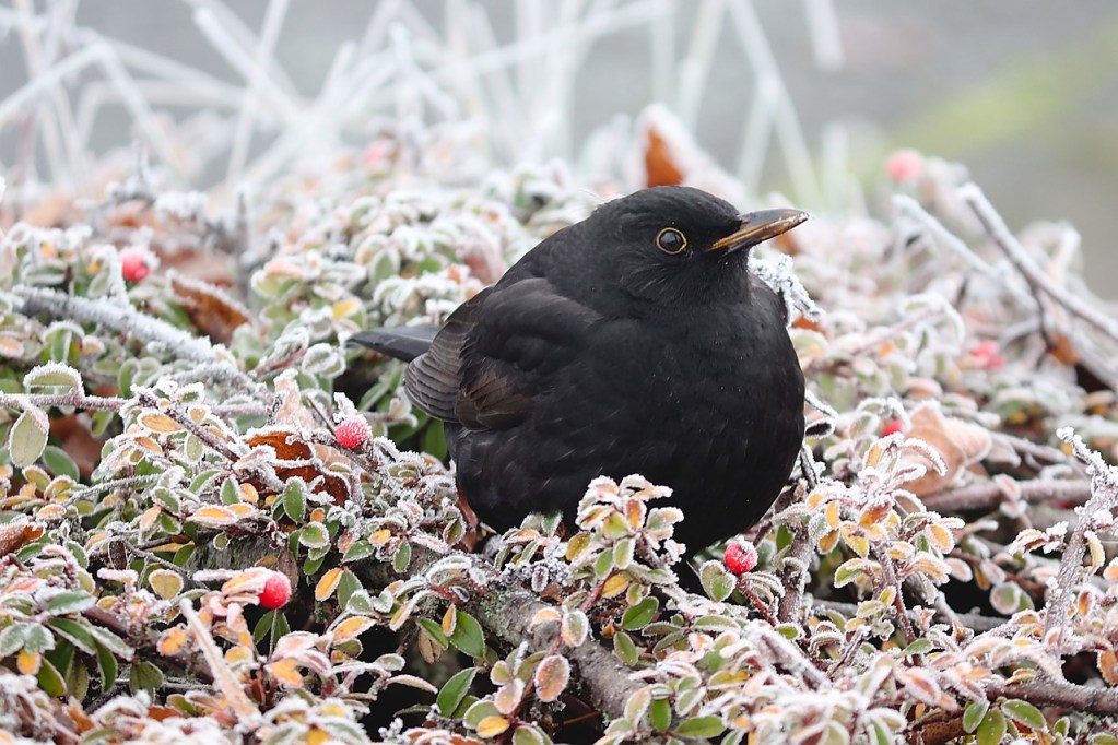 A large blackbird sitting in a frost-covered tree with red berries