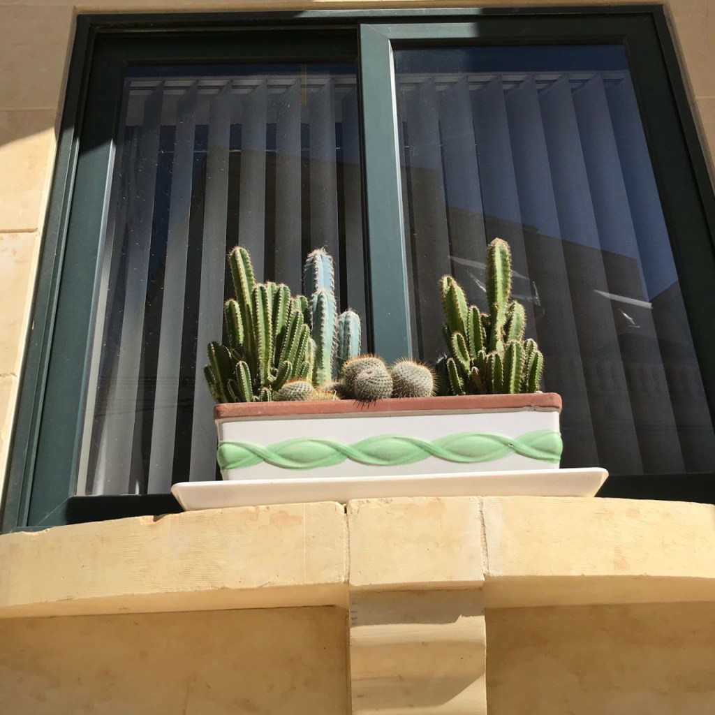Cactus and succulents in a window box