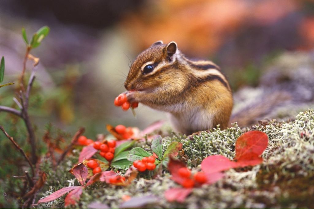A chipmunk eating red berries