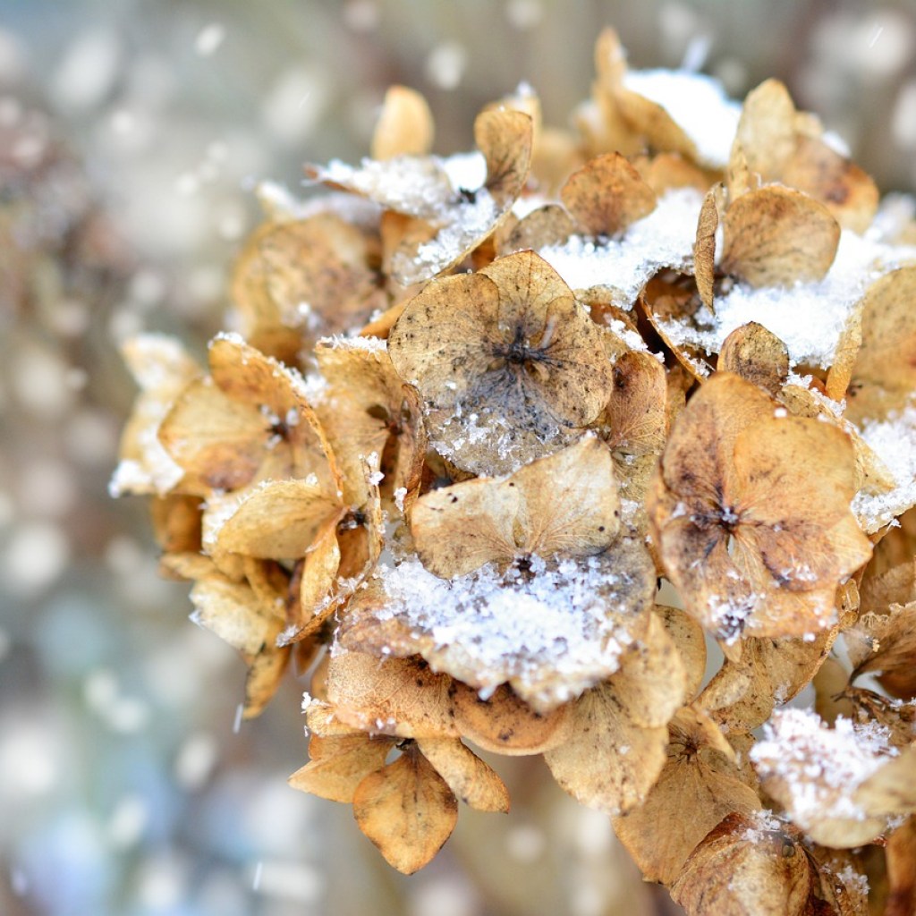 A faded, brown hydrangea in the snow