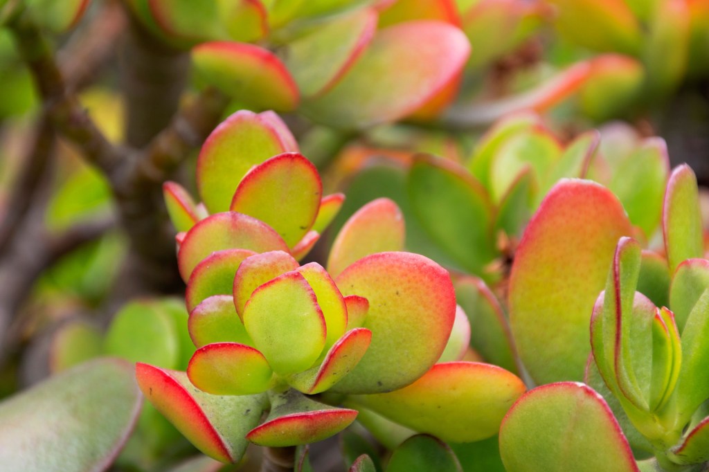 Golden jade plant