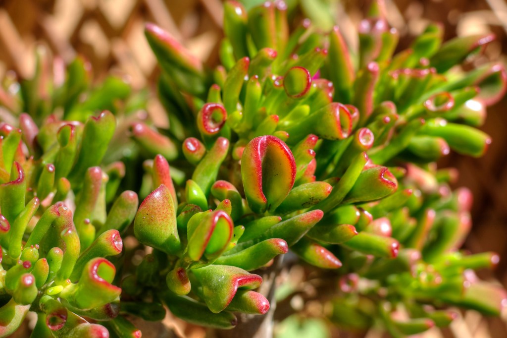 Gollum jade plant