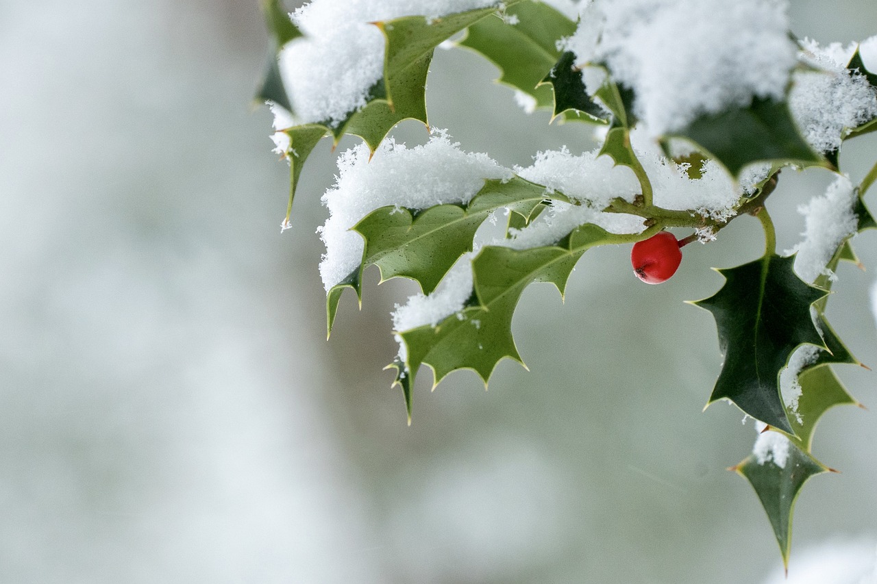 A holly plant covered in snow